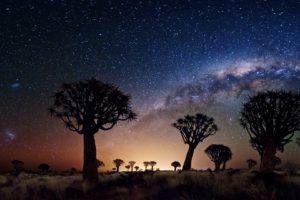 trees, Galaxy, Milky, Way, Stars, Sky, Desert