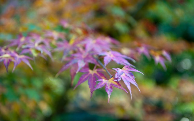 japan, Oriental, Traditional, Heritage, Culture, Landmark, Nation, Modern HD Wallpaper Desktop Background