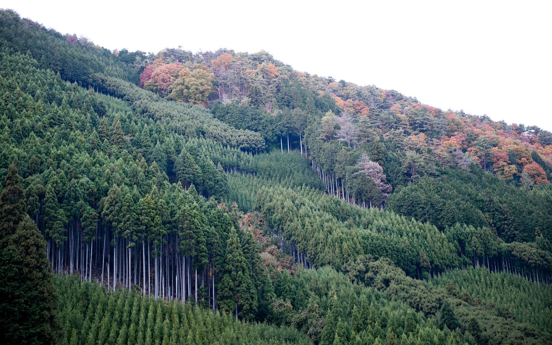 Широколиственный листопадный лес Япония
