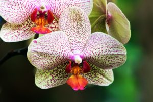 white, And, Purple, Orchids