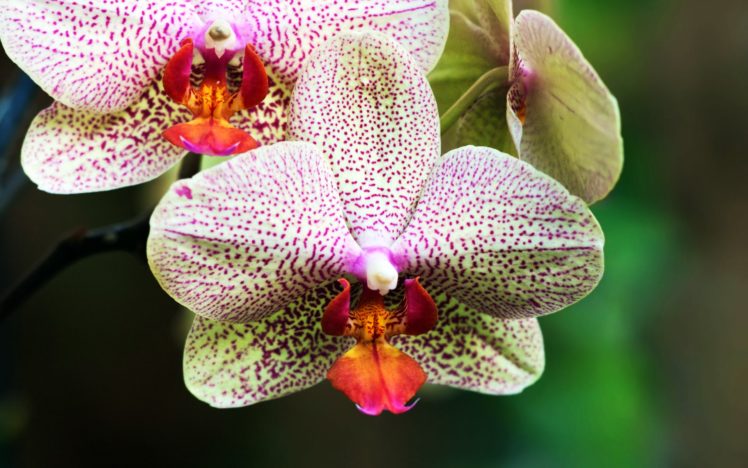 white, And, Purple, Orchids HD Wallpaper Desktop Background