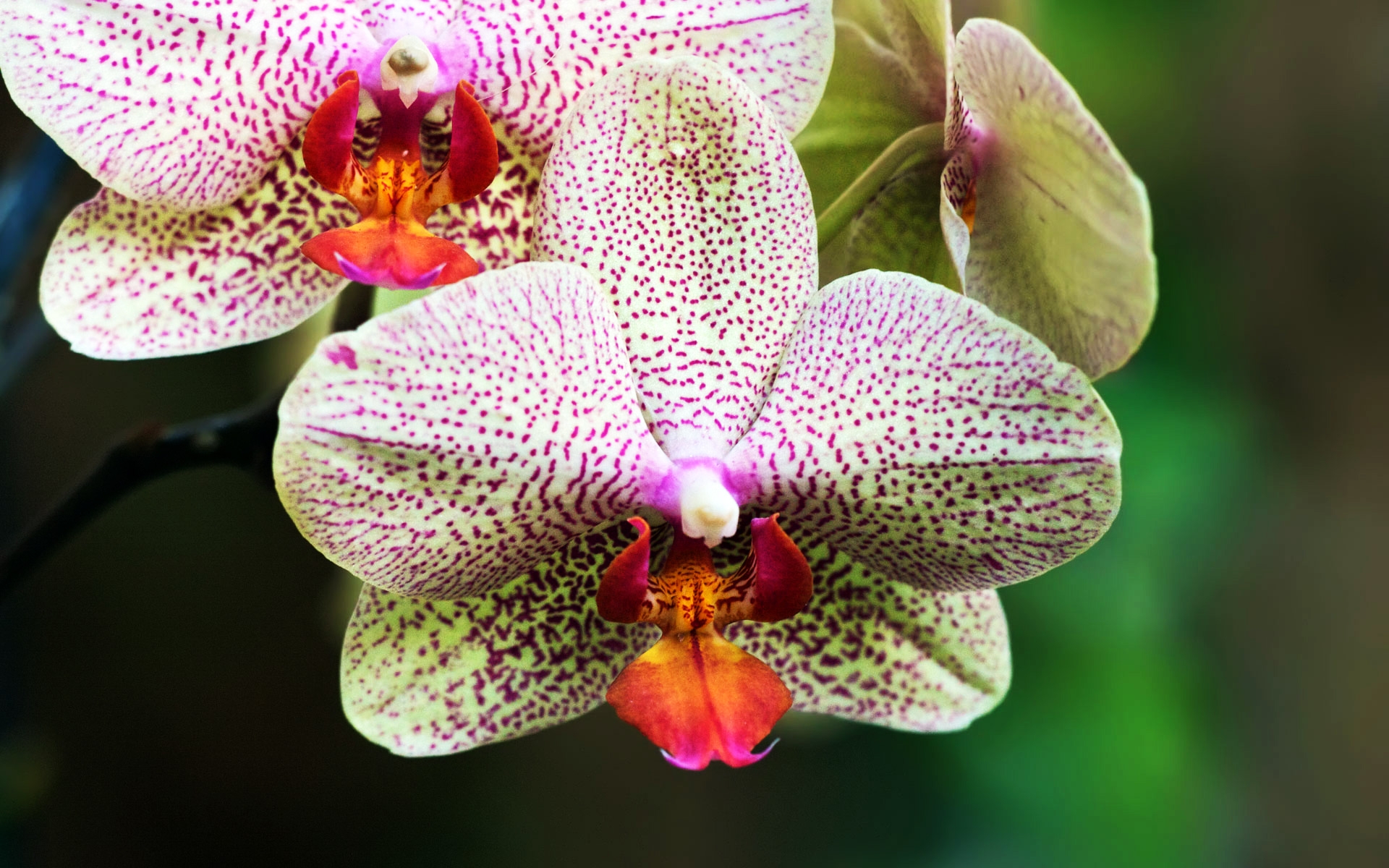 white, And, Purple, Orchids Wallpaper
