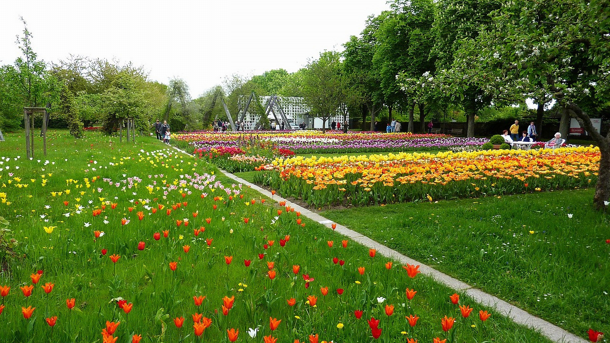 buga, Berlin, Germany, Tulipan Wallpapers HD / Desktop and Mobile