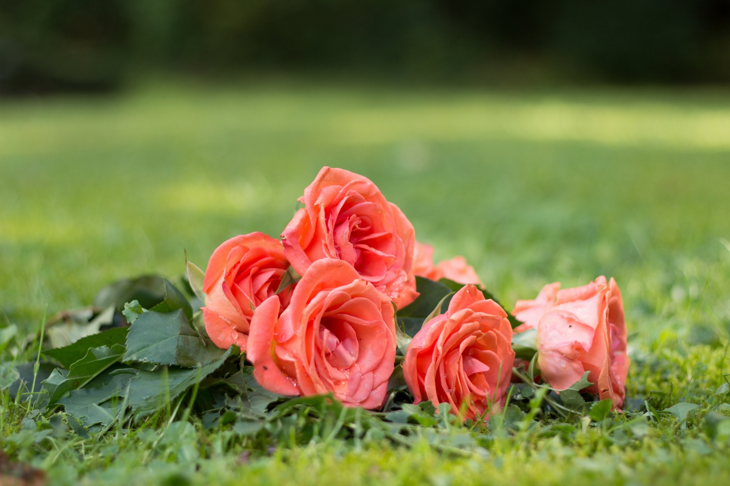 grass, Buds, Pink, Roses, Flowers, Nature Wallpaper