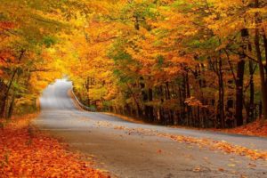 trees, Nature, Leaves, Road, Autumn
