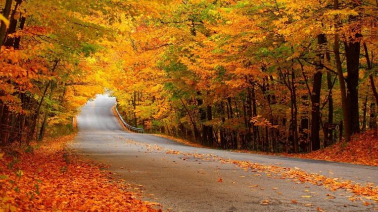 trees, Nature, Leaves, Road, Autumn HD Wallpaper Desktop Background