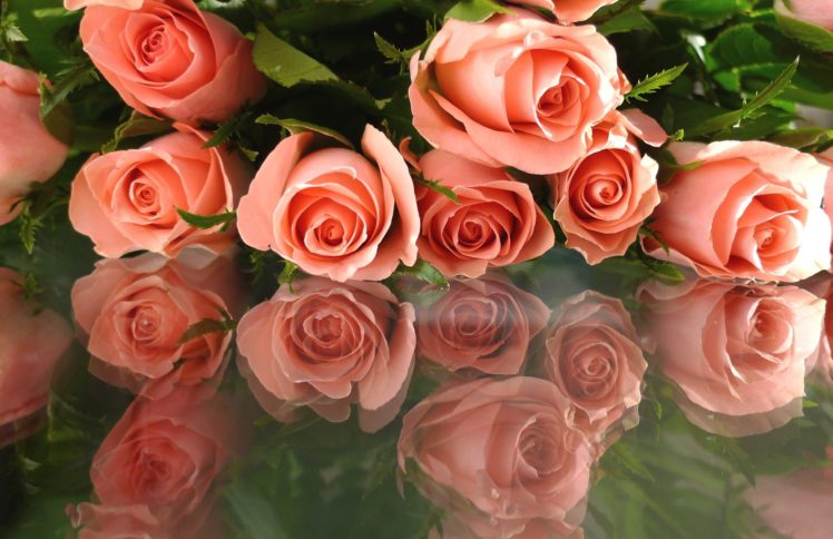 nature, Flower, Roses, Flowers HD Wallpaper Desktop Background