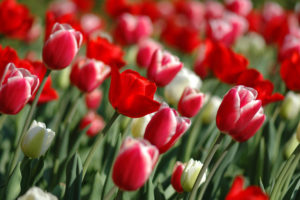 tulips, In, Spring