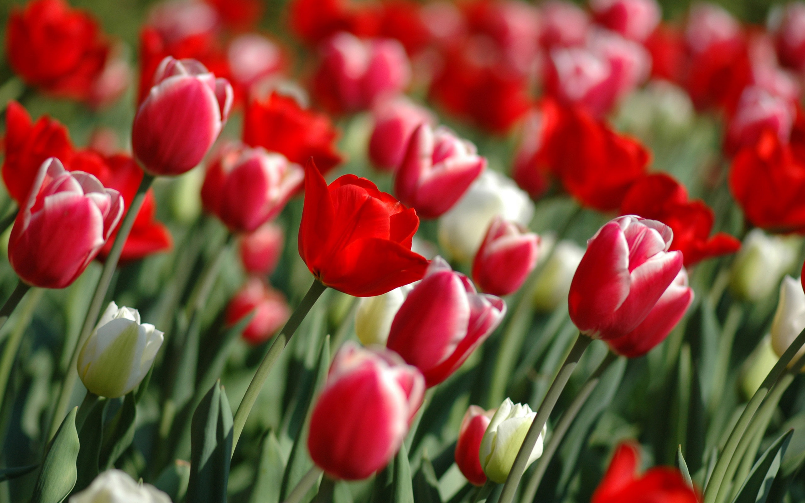 tulips, In, Spring Wallpaper