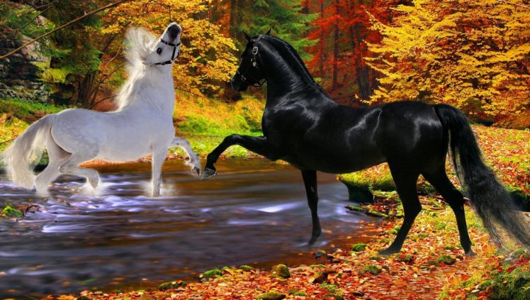 horses, Black, Playfulness, Couple, River, White, Two, Autumn, Stallion HD Wallpaper Desktop Background