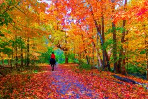 leaves, Horse, Path, Trees, Fall, Colors