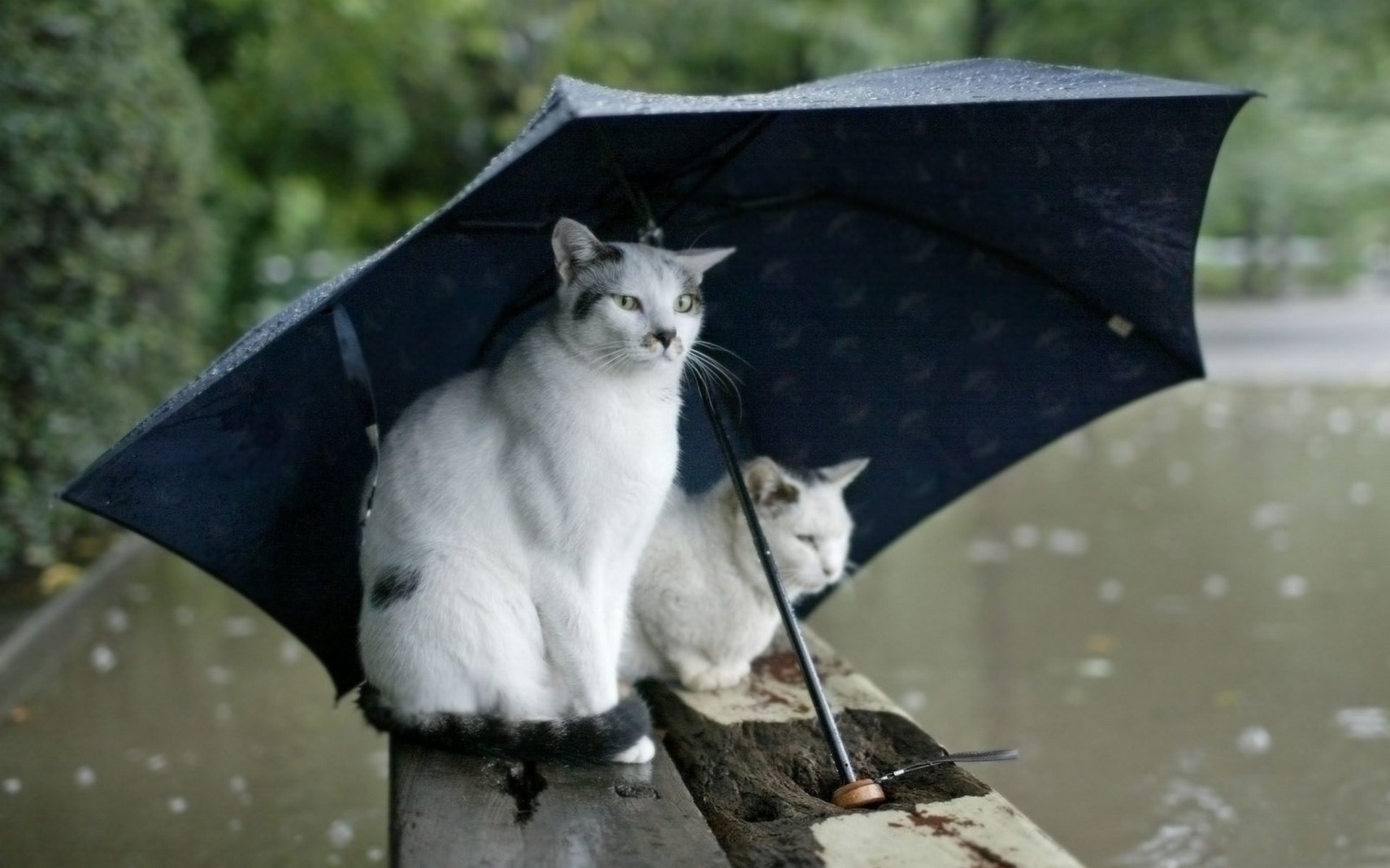 cats, Rain, Umbrella, Shelter, Water, Wallpaper Wallpaper