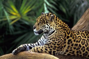 leopard, Is, Resting, Big, Cat