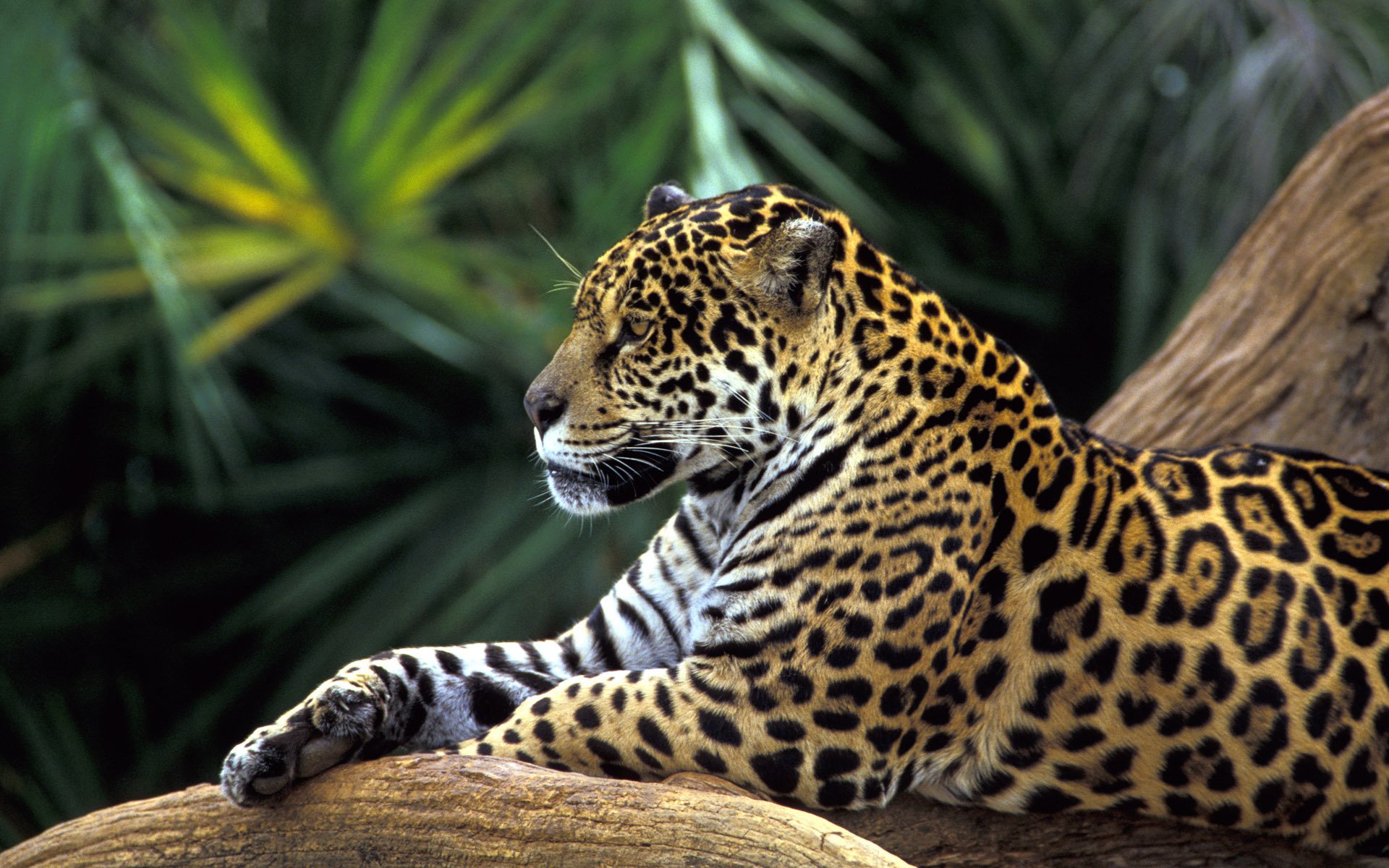 leopard, Is, Resting, Big, Cat Wallpaper