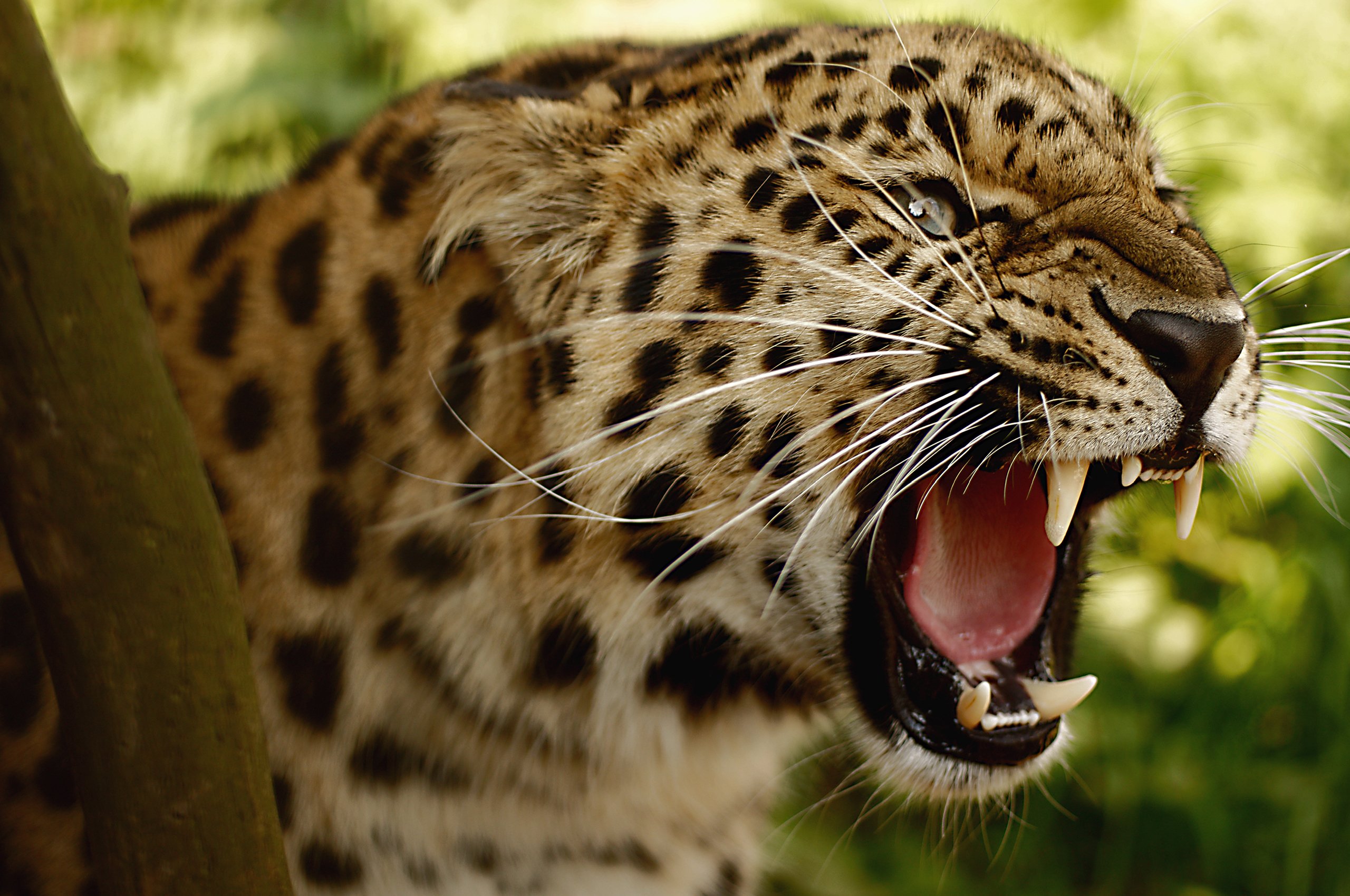 the, Leopard, Big, Cat, Teeth, Threat Wallpaper