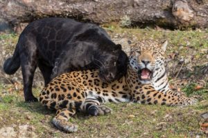 jaguars, Wild, Cats, Predators, Black, Jaguar, Panther, Pair, Jaws, Teeth
