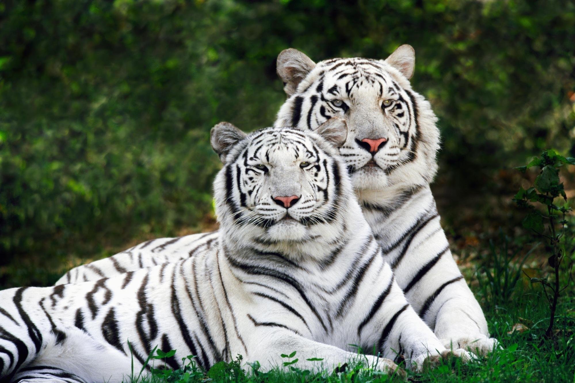 tigers, Two, Couple Wallpaper