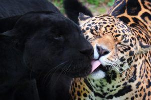 panther, Jaguar, Black, Jaguar, Wild, Cats