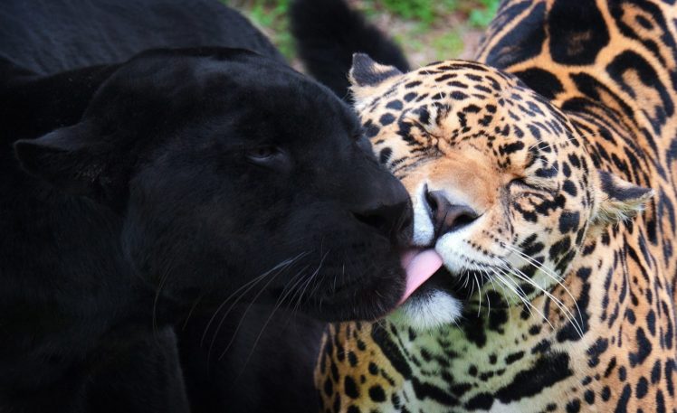 panther, Jaguar, Black, Jaguar, Wild, Cats HD Wallpaper Desktop Background