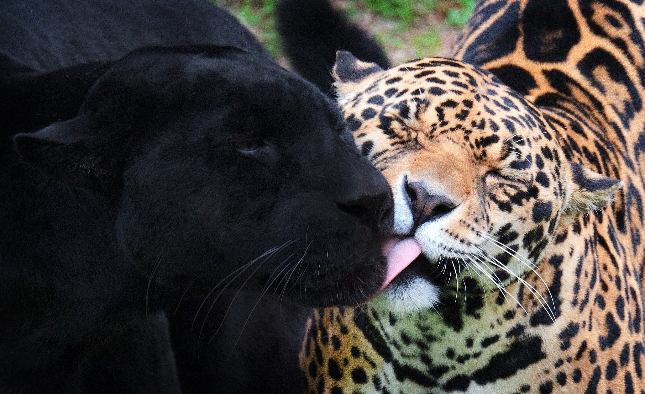 panther, Jaguar, Black, Jaguar, Wild, Cats Wallpaper