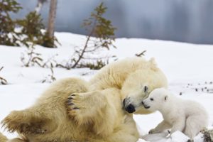 mum, Bears, Bub, Polar, Love