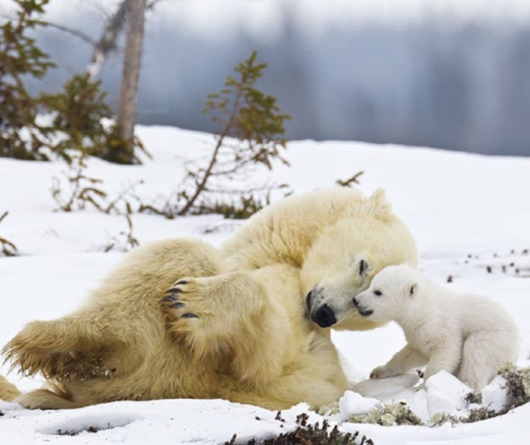 mum, Bears, Bub, Polar, Love HD Wallpaper Desktop Background