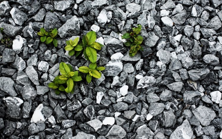 plants, Between, The, Stones HD Wallpaper Desktop Background
