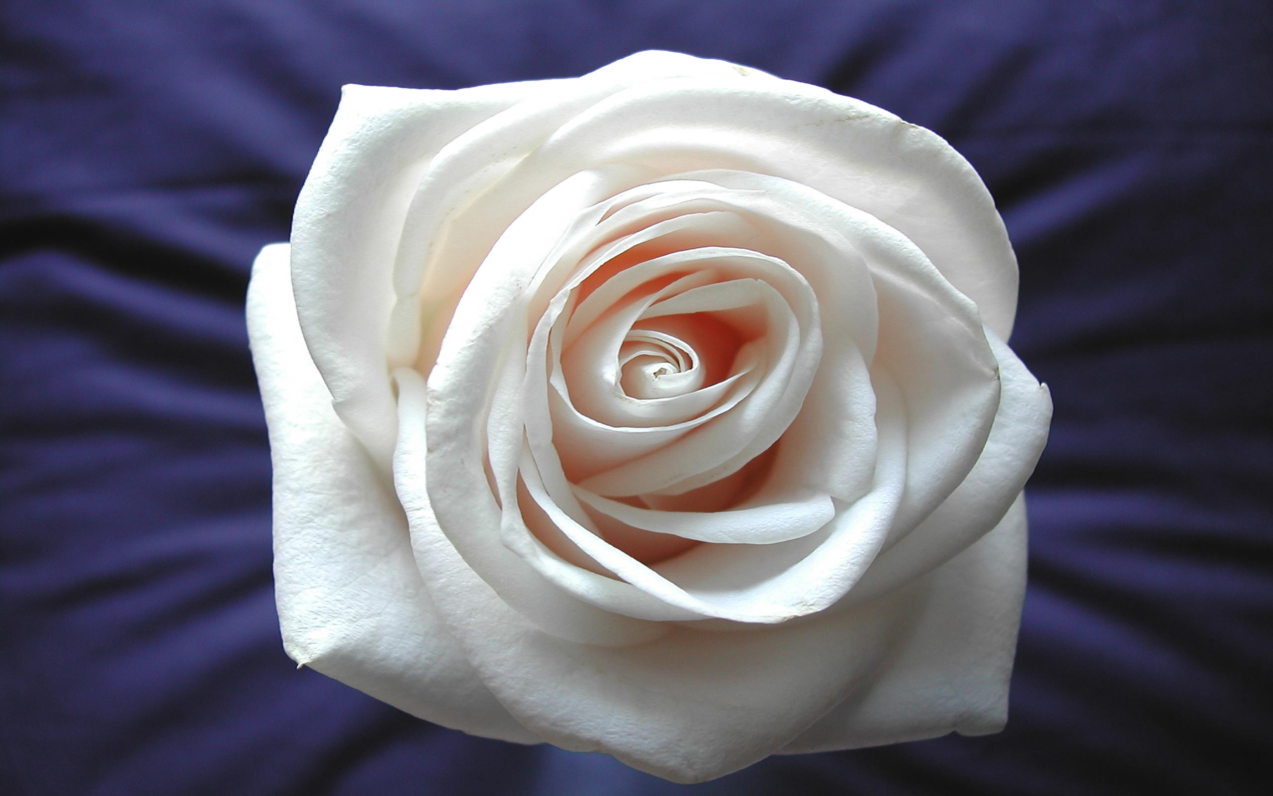 white, Rose Wallpaper