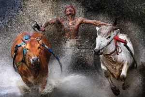 wei seng chen, Animals, Cow, Bull, People, Spalsh, Drops