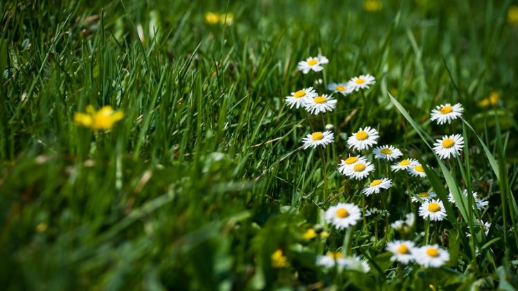 flowers, Grass, Green, Macro HD Wallpaper Desktop Background