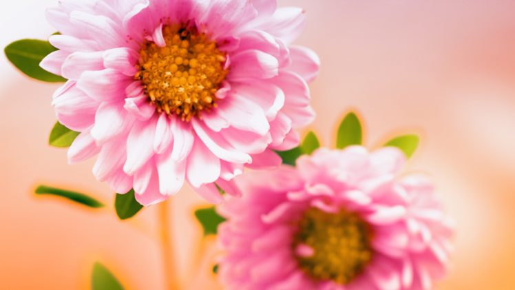 pink, Floral HD Wallpaper Desktop Background