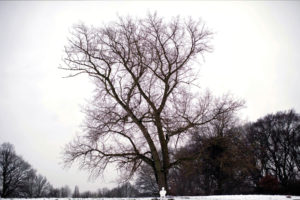 tree, Mood, Winter, Sky