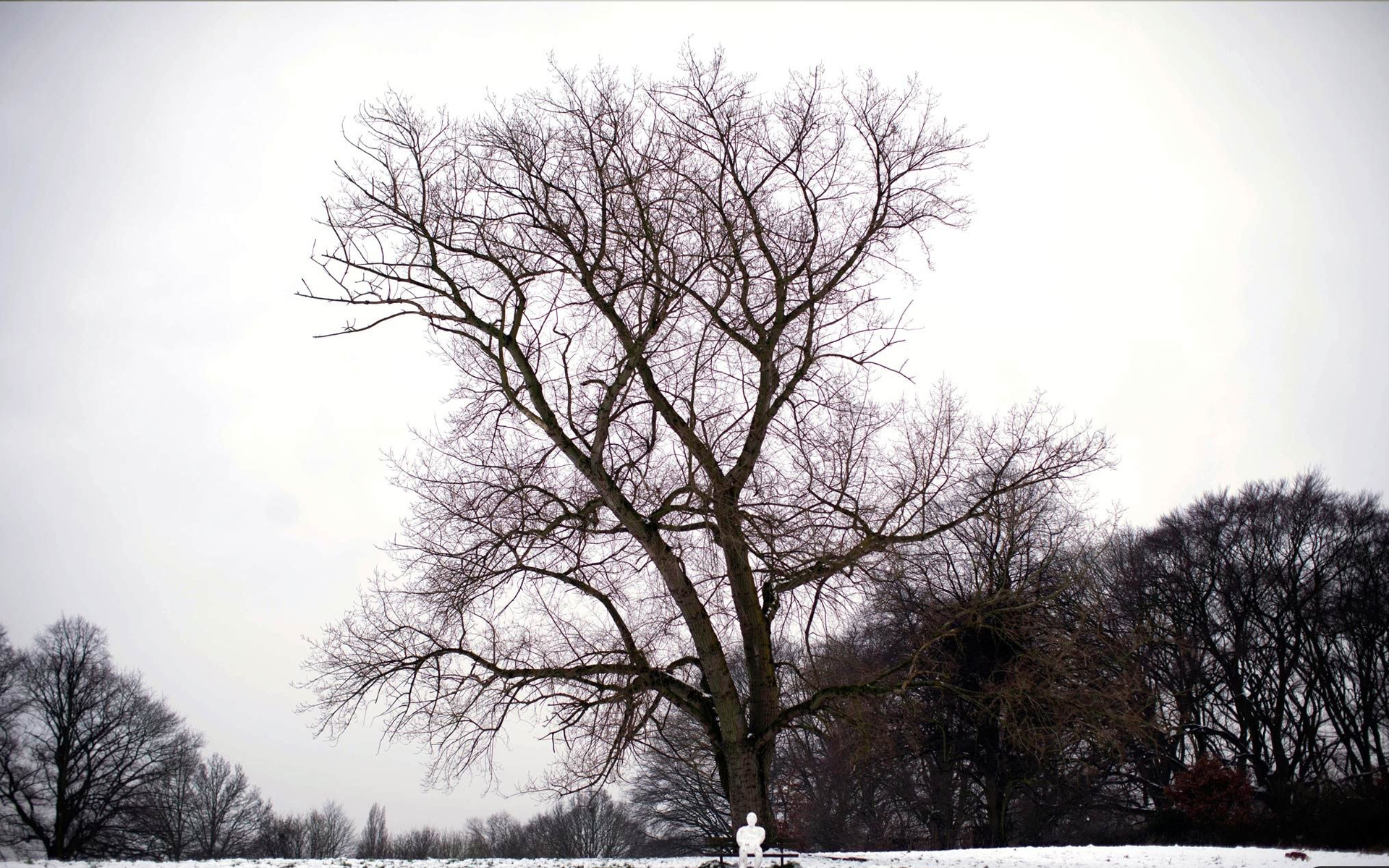 tree, Mood, Winter, Sky Wallpaper