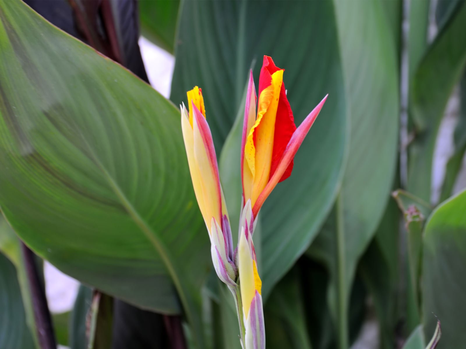 477983 Wallpapers HD / Desktop and Mobile Backgrounds