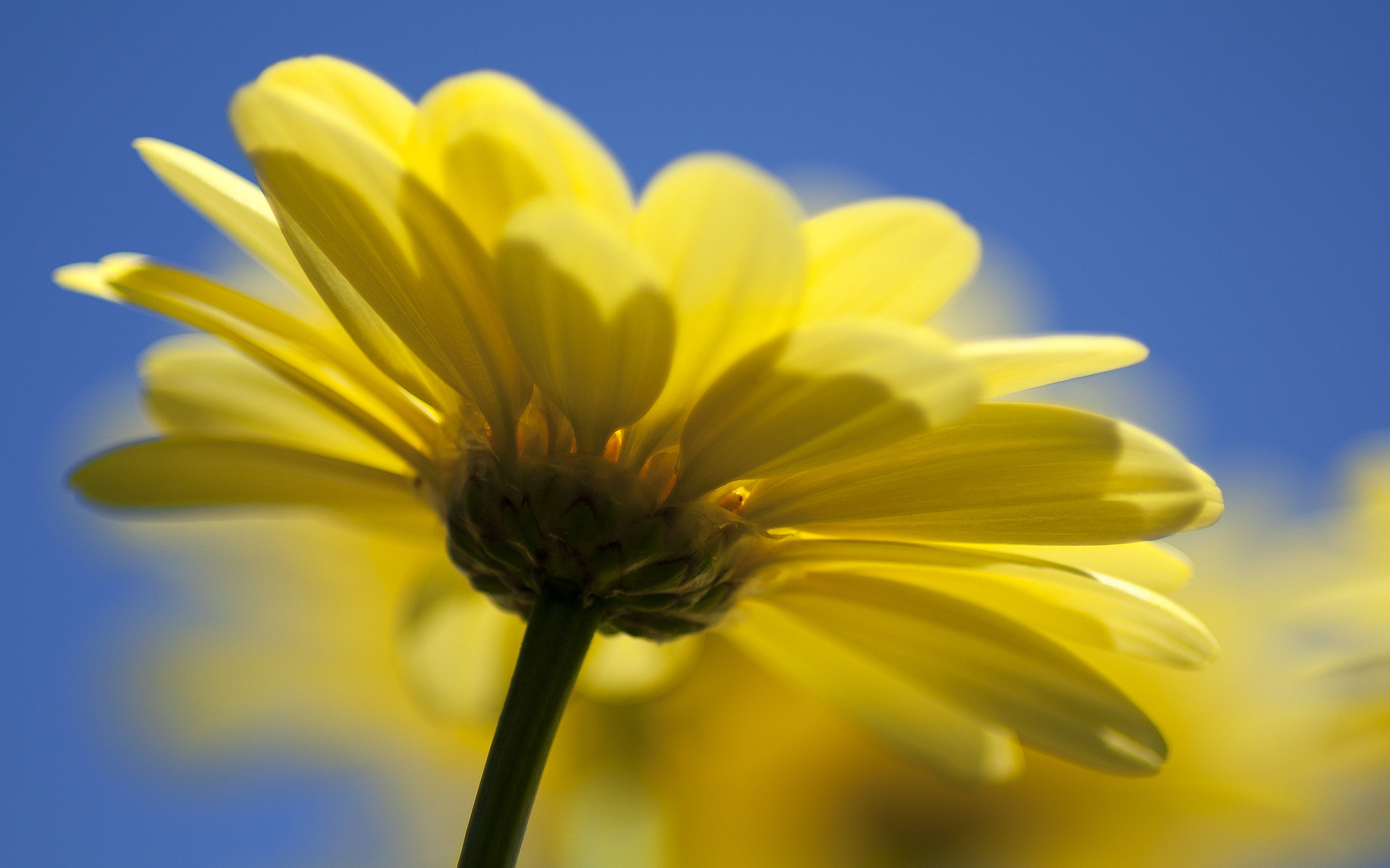 yellow, One Wallpaper