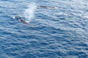 whales, Humbleback, Ocea
