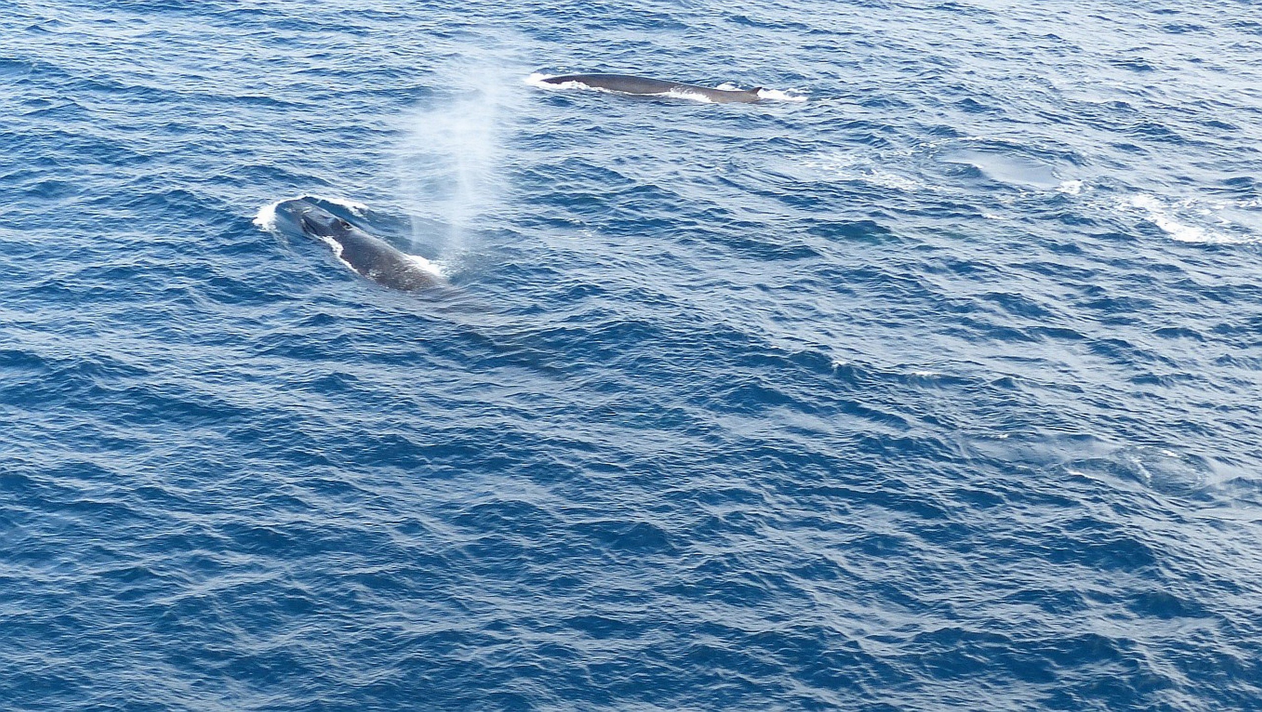whales, Humbleback, Ocea Wallpaper