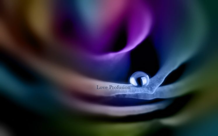 flower, Rose, Drop, Shadow, Blurred, Love, Mood, Text HD Wallpaper Desktop Background