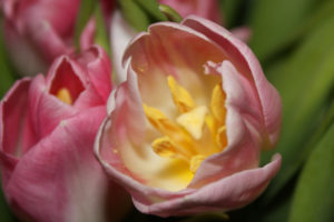 flowers, Tulip, Stamens, Macro, Spring