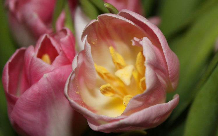 flowers, Tulip, Stamens, Macro, Spring HD Wallpaper Desktop Background