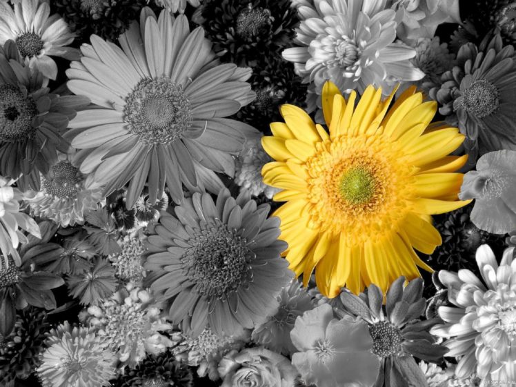 flowers, Yellow, Petals, Bouquet HD Wallpaper Desktop Background