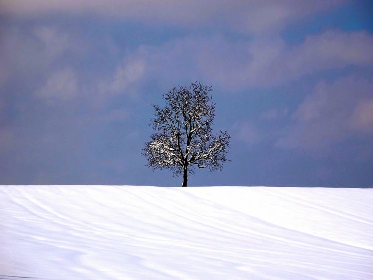 tree, On, Horizont, In, Snow HD Wallpaper Desktop Background