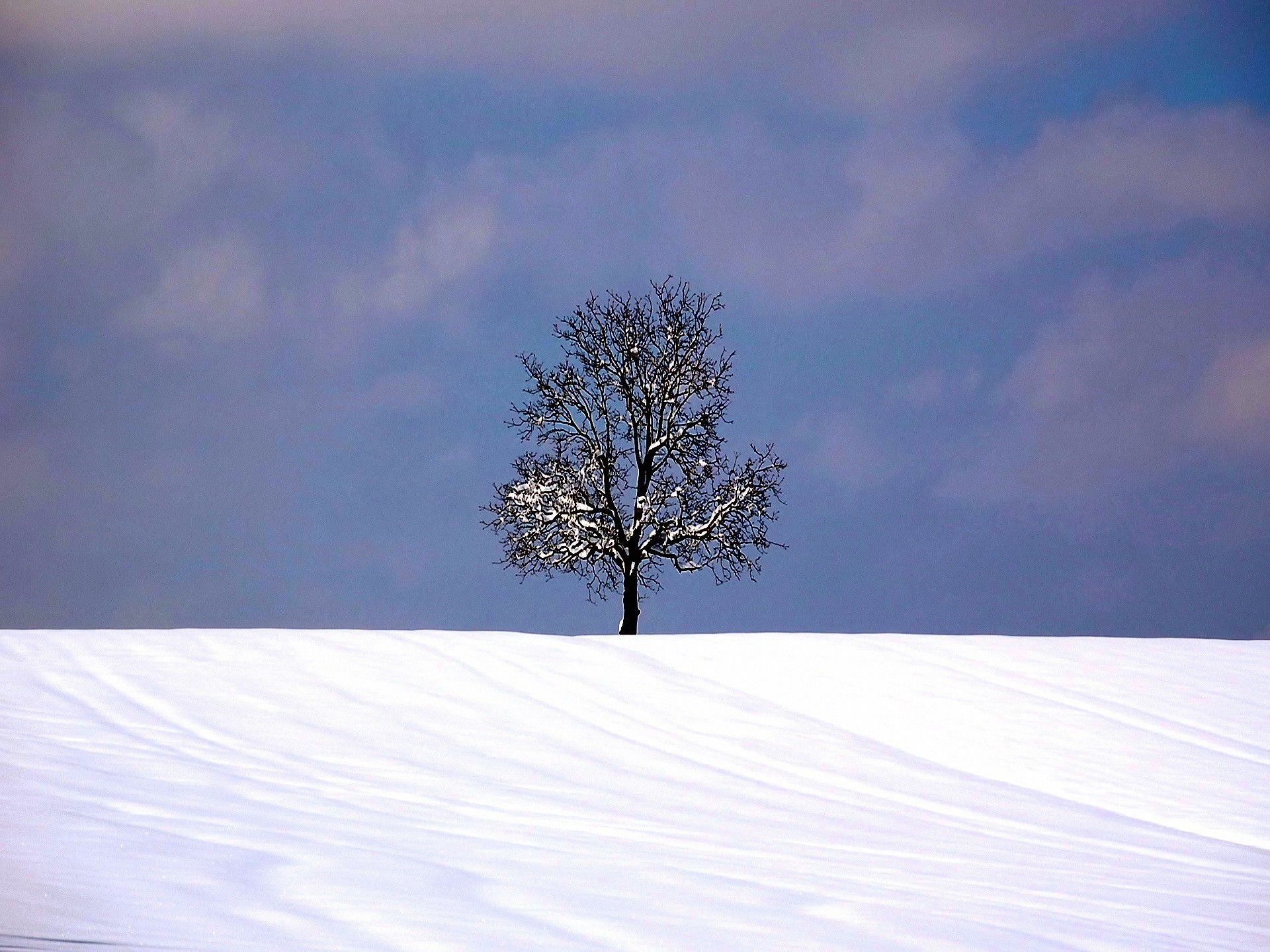 tree, On, Horizont, In, Snow Wallpaper