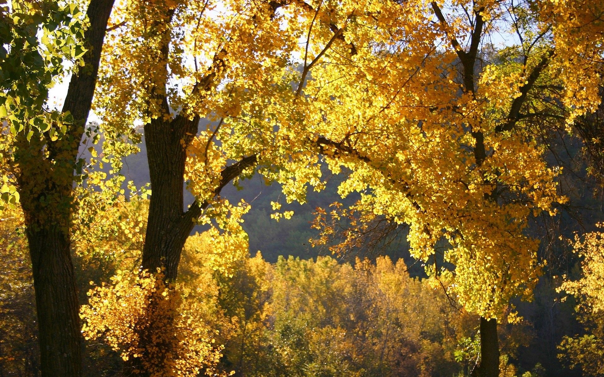 nature, Autumn, Leaves Wallpaper
