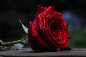 flower, Red, Soft, Rose