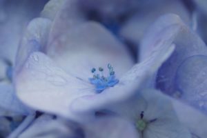 flowers, Macro, Hydrangea, Lilac, Drops