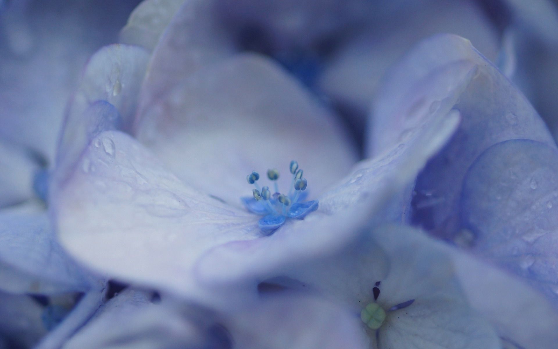 flowers, Macro, Hydrangea, Lilac, Drops Wallpaper