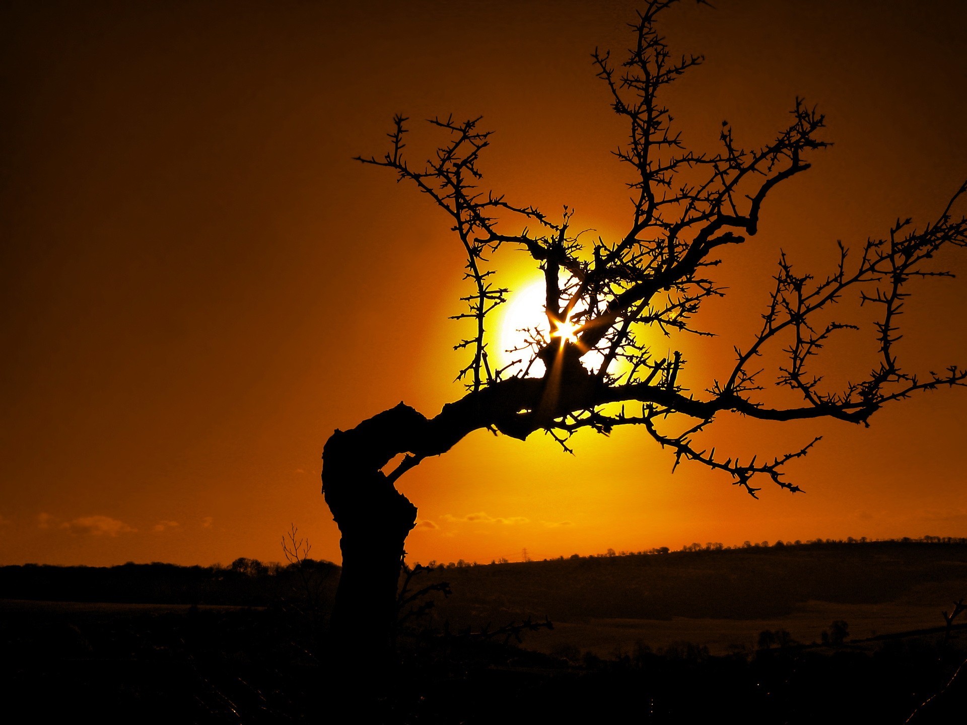 bended, Tree, And, Golden, Sun Wallpaper