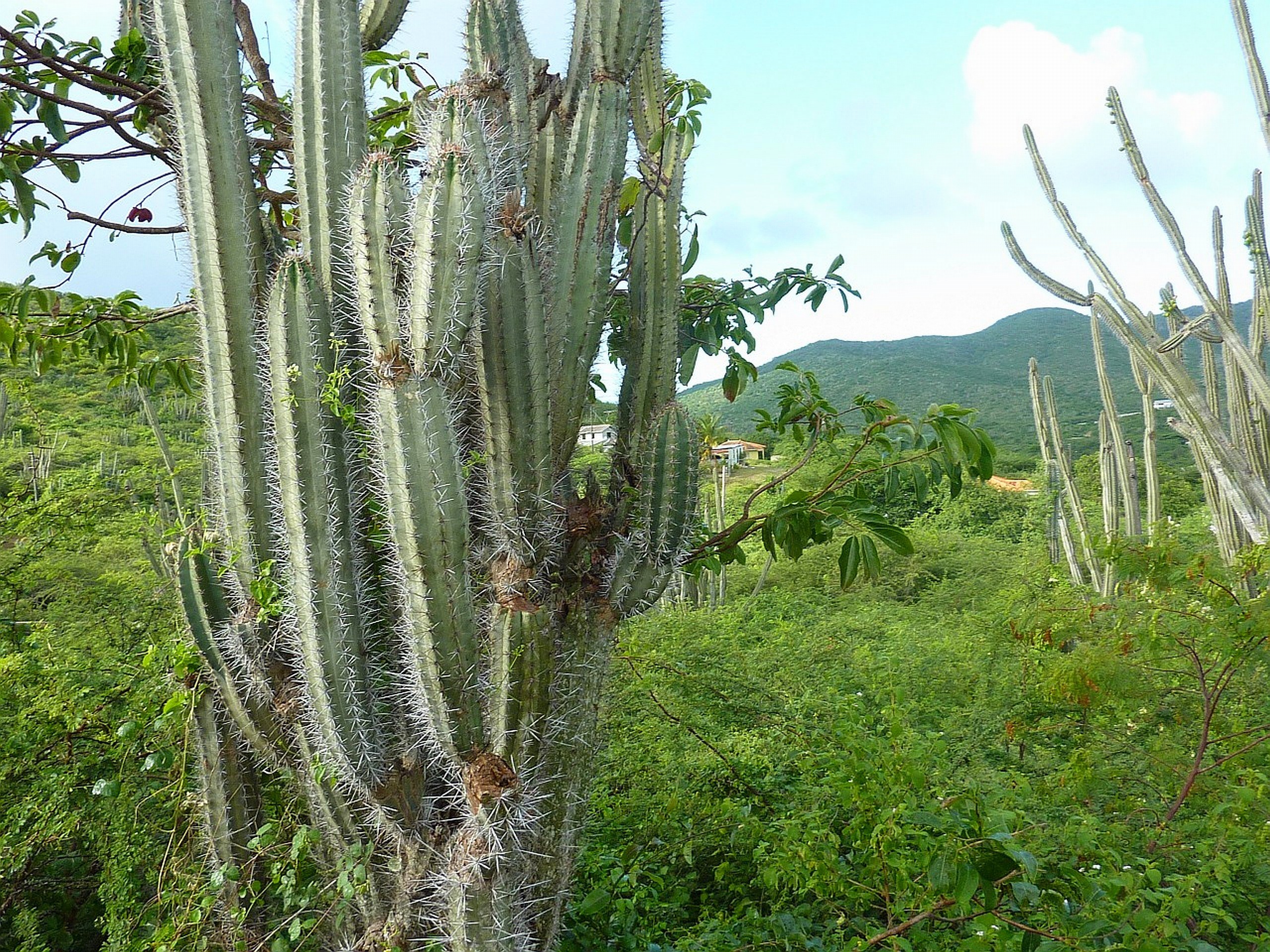 curacao, Cactu Wallpaper