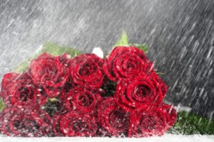 still, Life, Roses, Rain, Flowers, Bouquet